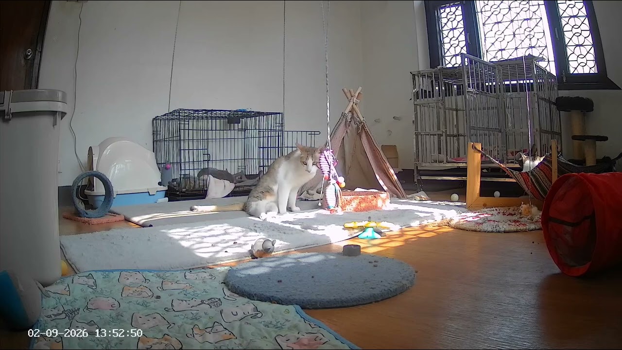 Highlights from the Special Needs Kitten Room ( 9th Feb , 2026 ) #catsofyoutube  🐈‍⬛😸😺