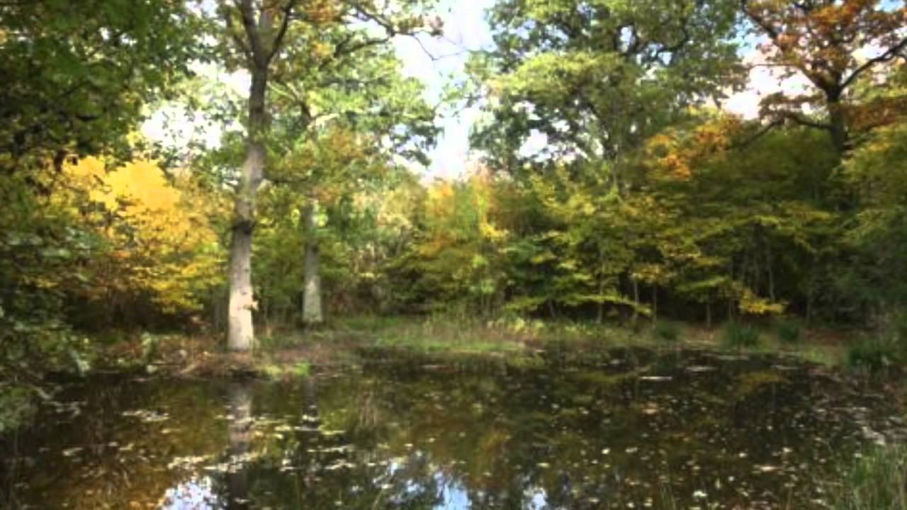 Bonny Wood Green by Stephen Hatfield Cantores Celestes Women's Choir; Kelly Galbraith Director