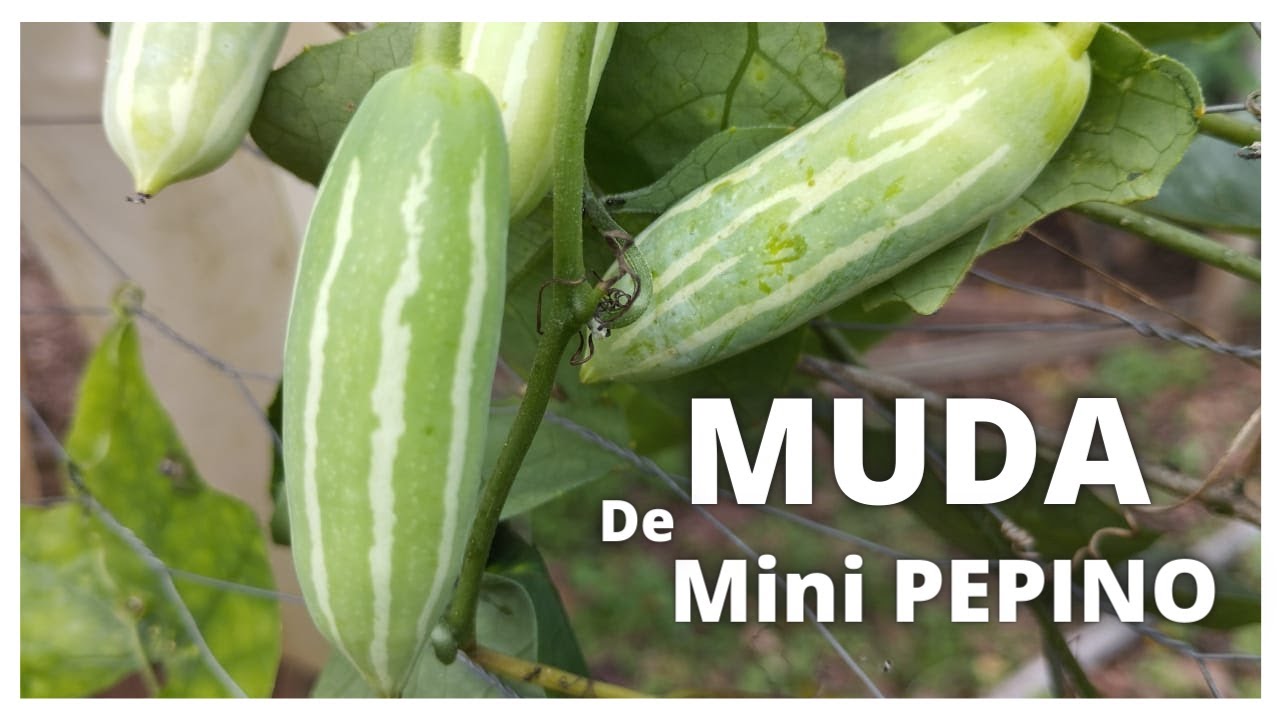 COMO FAZER MUDA DE MINI PEPINO DE FORMA SIMPLES E FÁCIL