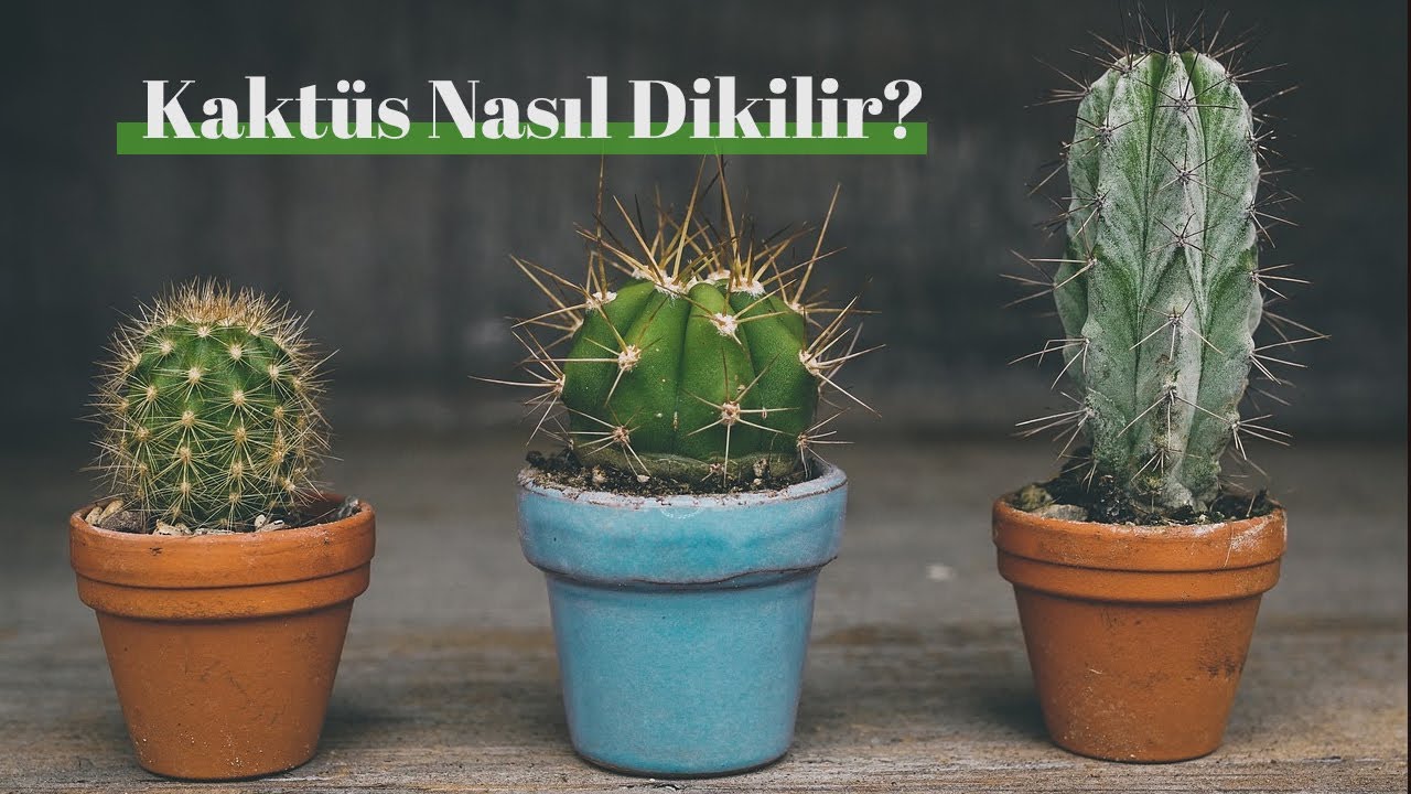 Kaktüs Nasıl Dikilir? Dikenli Bitkilerinizi Nasıl Dikersiniz?