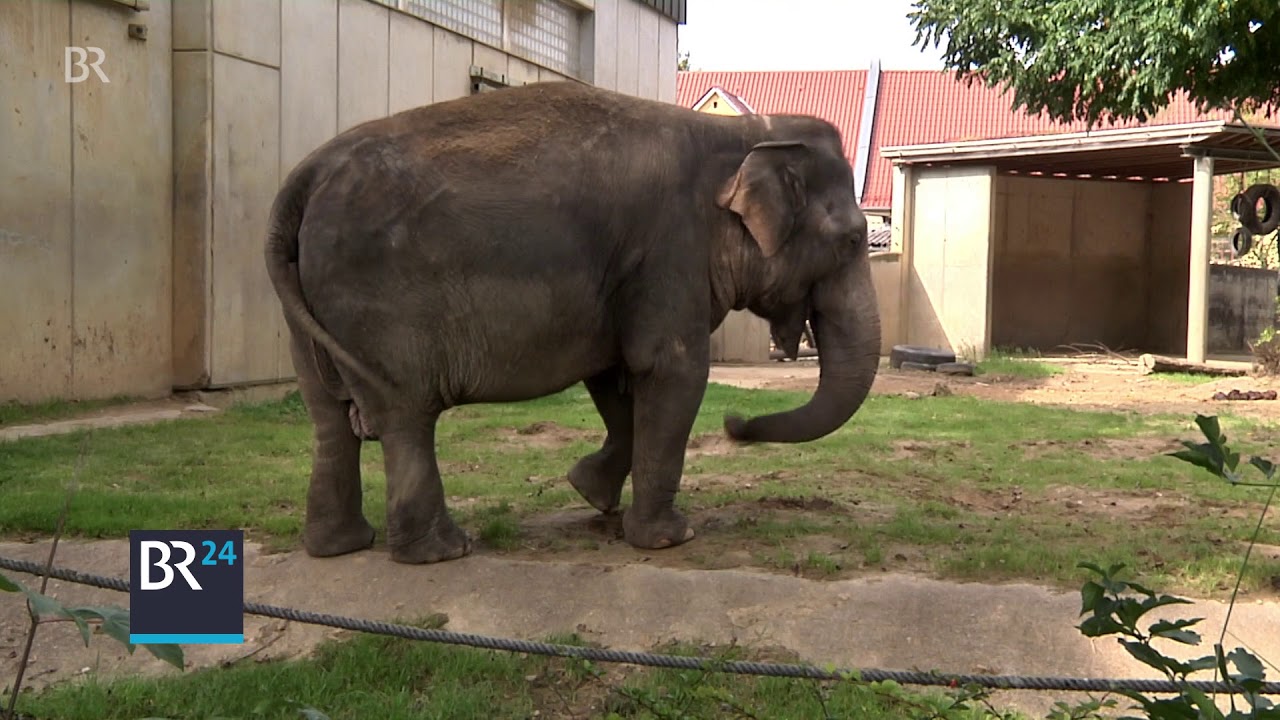 Die älteste Elefanten-Dame Deutschlands – Im Augsburger Zoo | BR24
