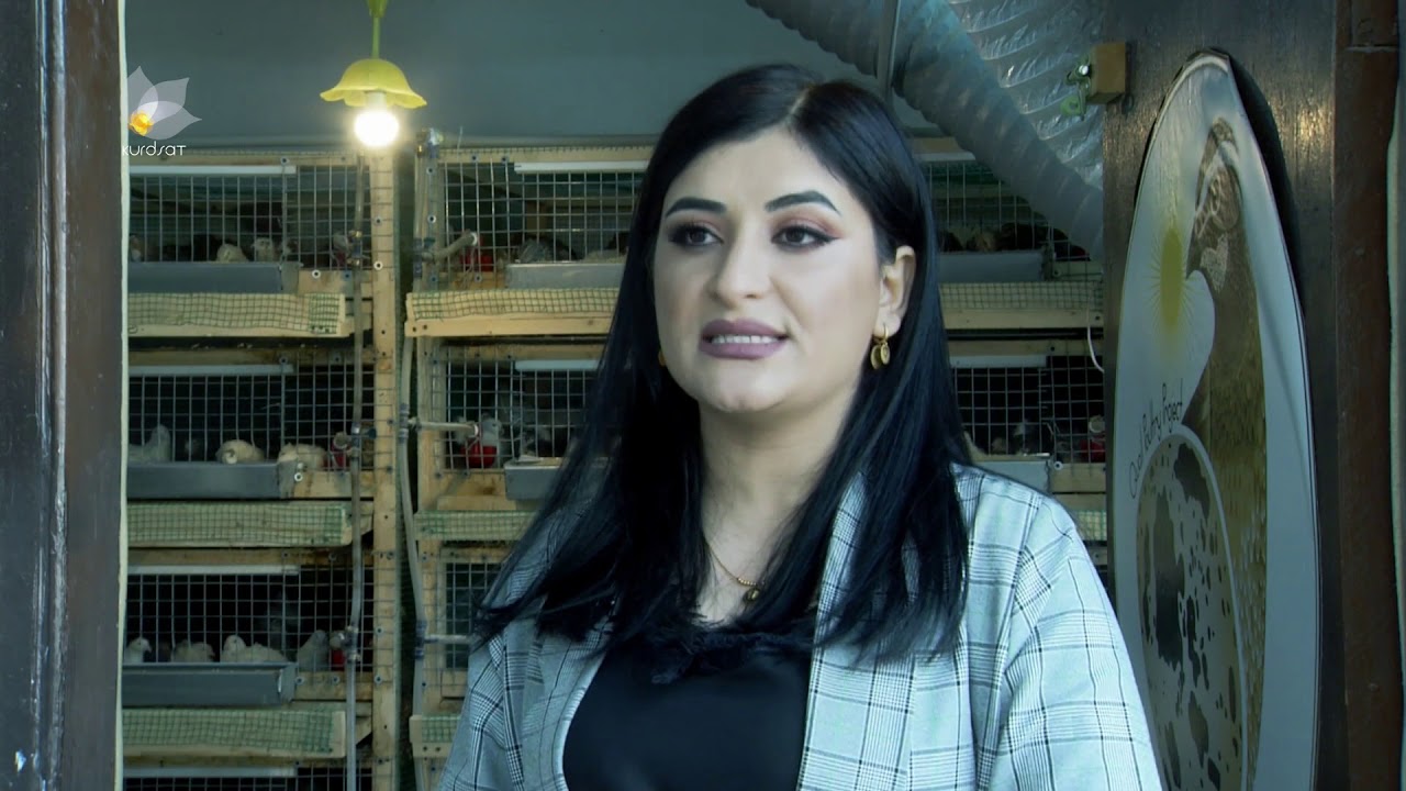 دوو هاوسەر سەرقاڵی بەخێوکردنی باڵندەی کوڵە فڕەن و باس لە سودەکانی هێلکەی کوڵە فڕە دەکەن
