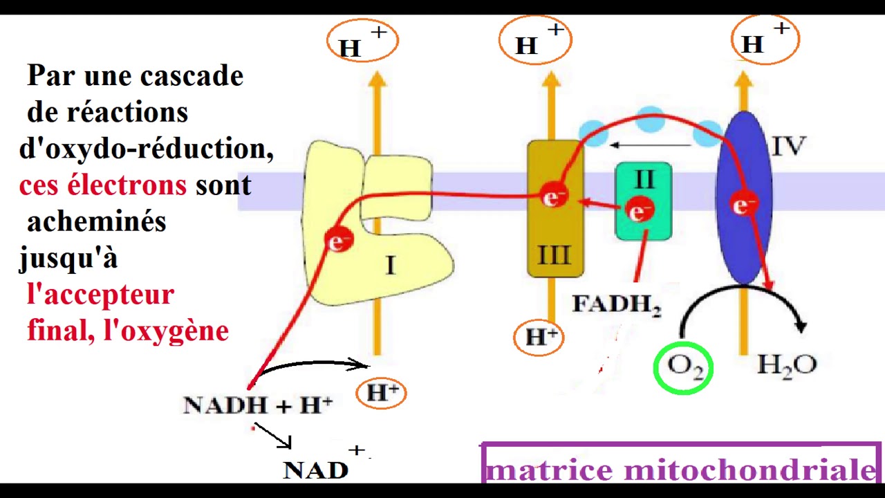 Bac svt/Pc:Chaine respiratoire,glycolyse ,cycle de krebs