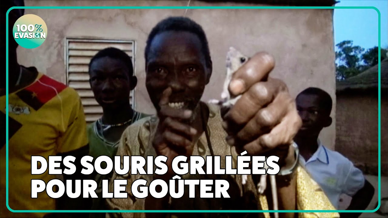 Ils mangent des SOURIS comme casse-croûte !