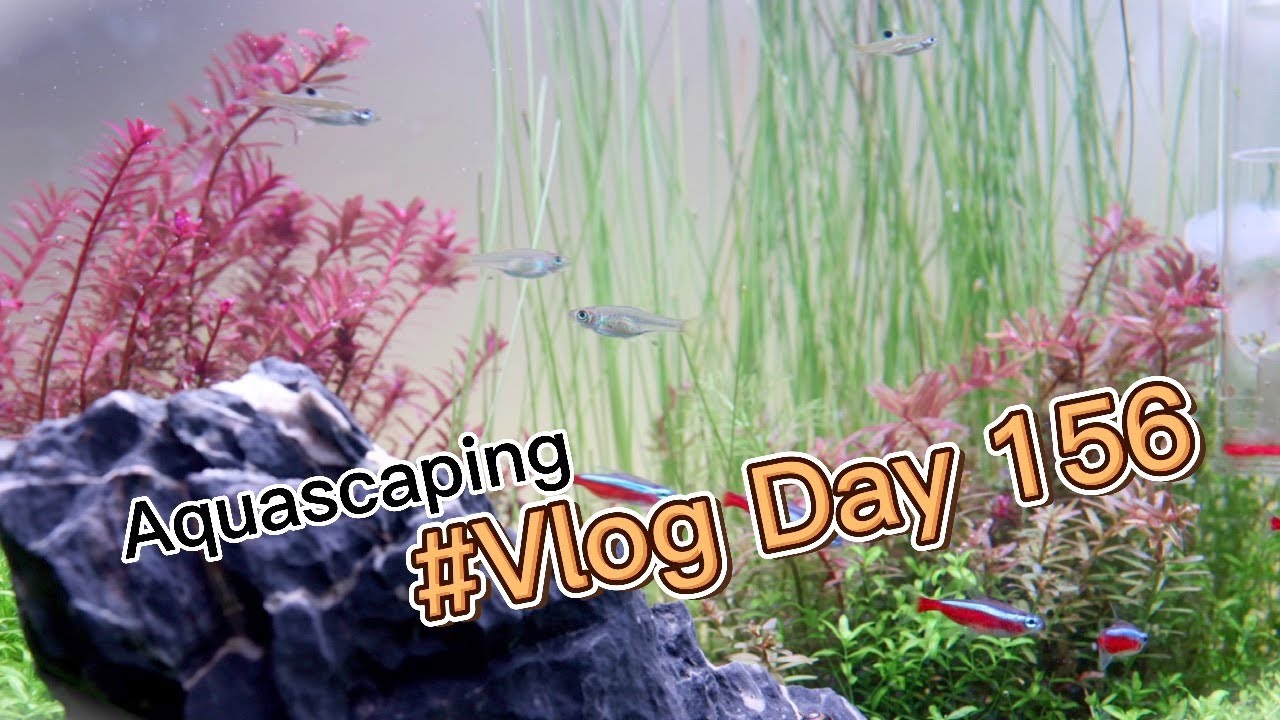 Aquascaping #Vlog Day156  | 8k video ｜ IAPLC 2021 Contest Tank  Rank #1790