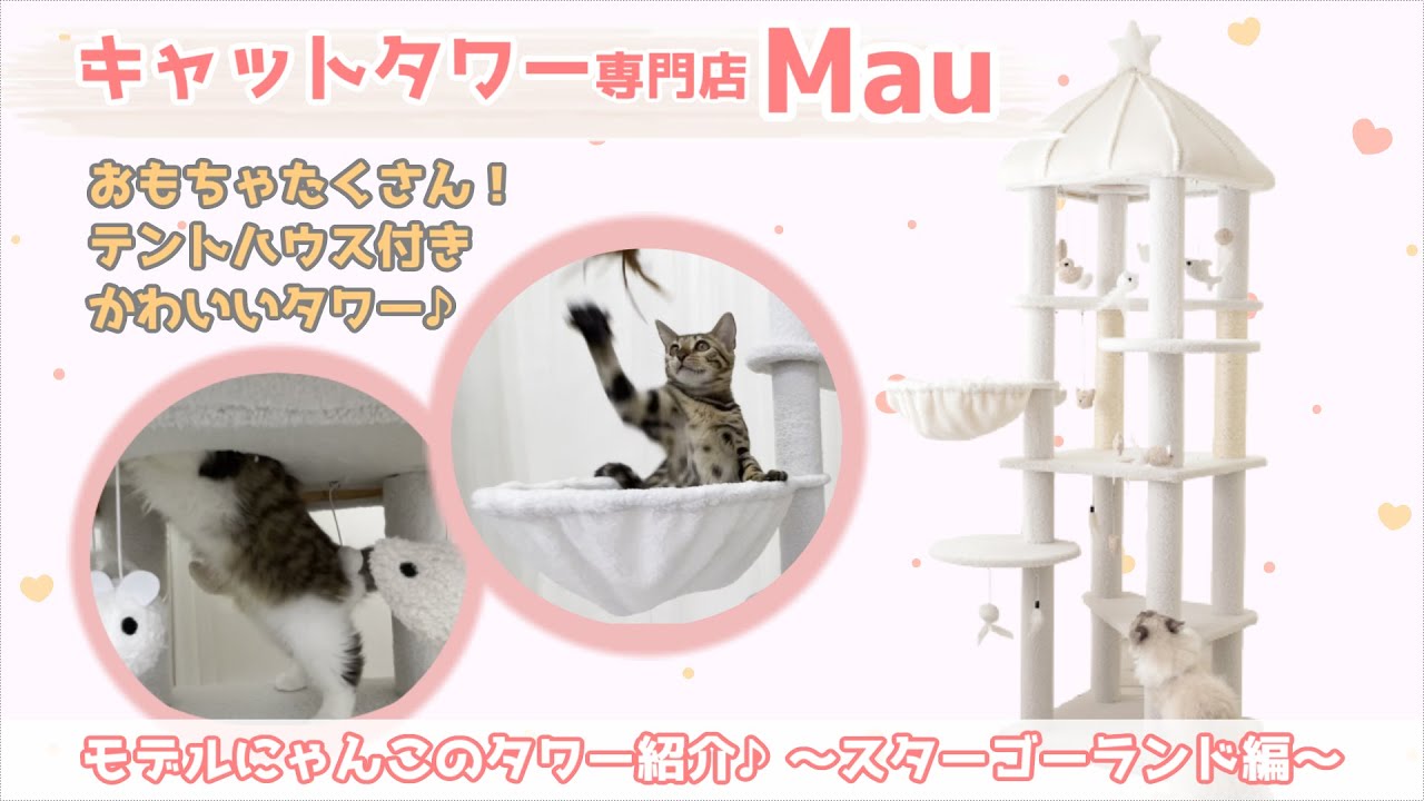 テントハウス付きキャットタワー♪ベンガルとノルウェージャンの2にゃんが遊ぶ！【キャットタワー専門店Mau】