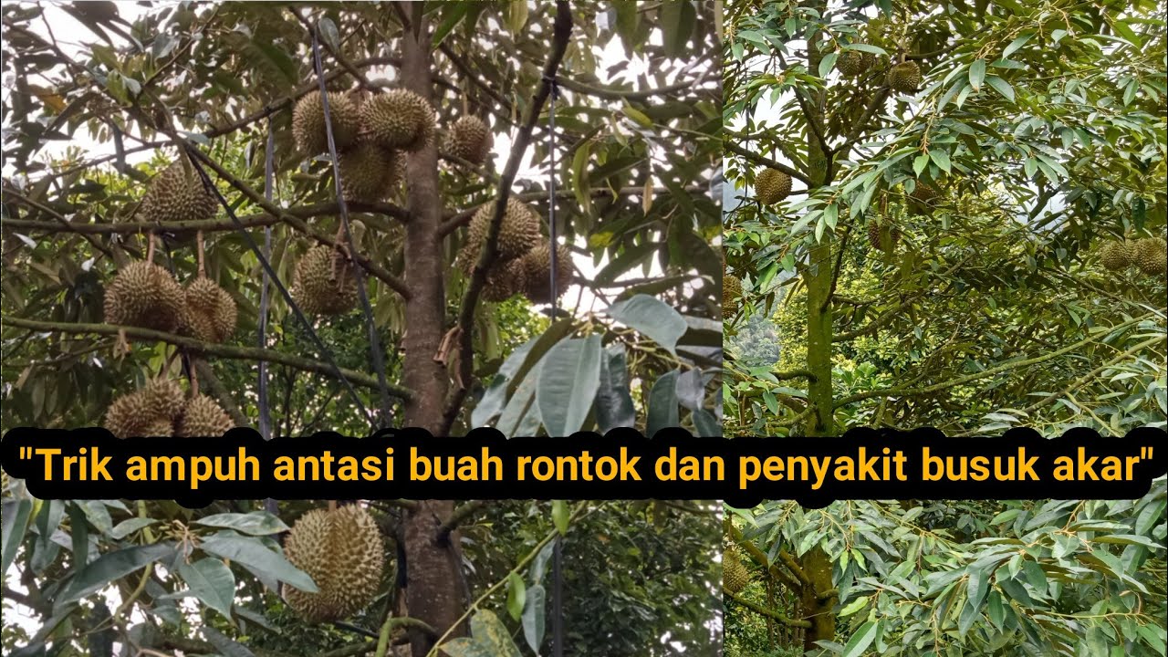 Merawat durian supaya terhindar dari kelembaban berlebih,busuk buah dan busuk akar. 