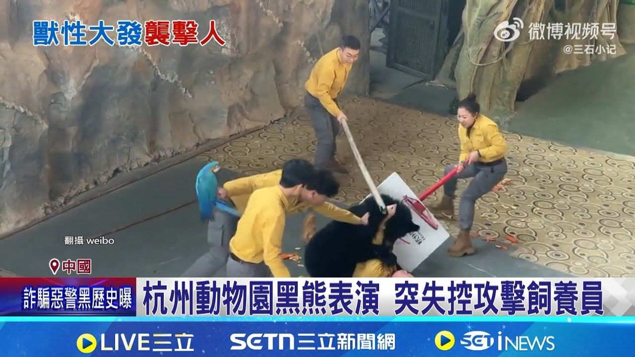 杭州動物園黑熊表演 突失控攻擊飼養員 網瘋傳人熊扭打片 園方解釋熊想吃胡蘿蔔 │記者 劉如穎│國際焦點20251208│三立新聞台