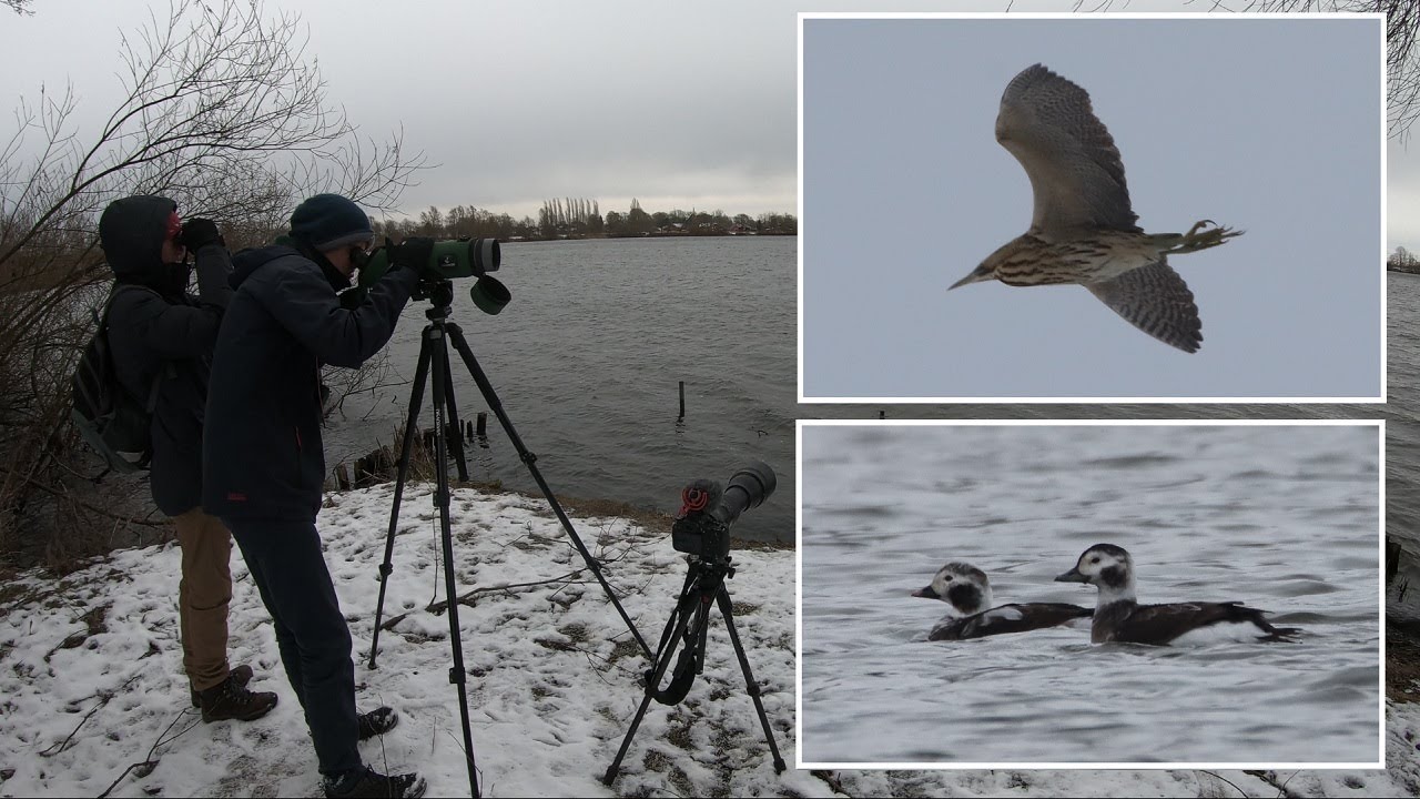 Снимаем птиц🎥🦆🦚  - длиннохвостые утки, выпи, павлины.