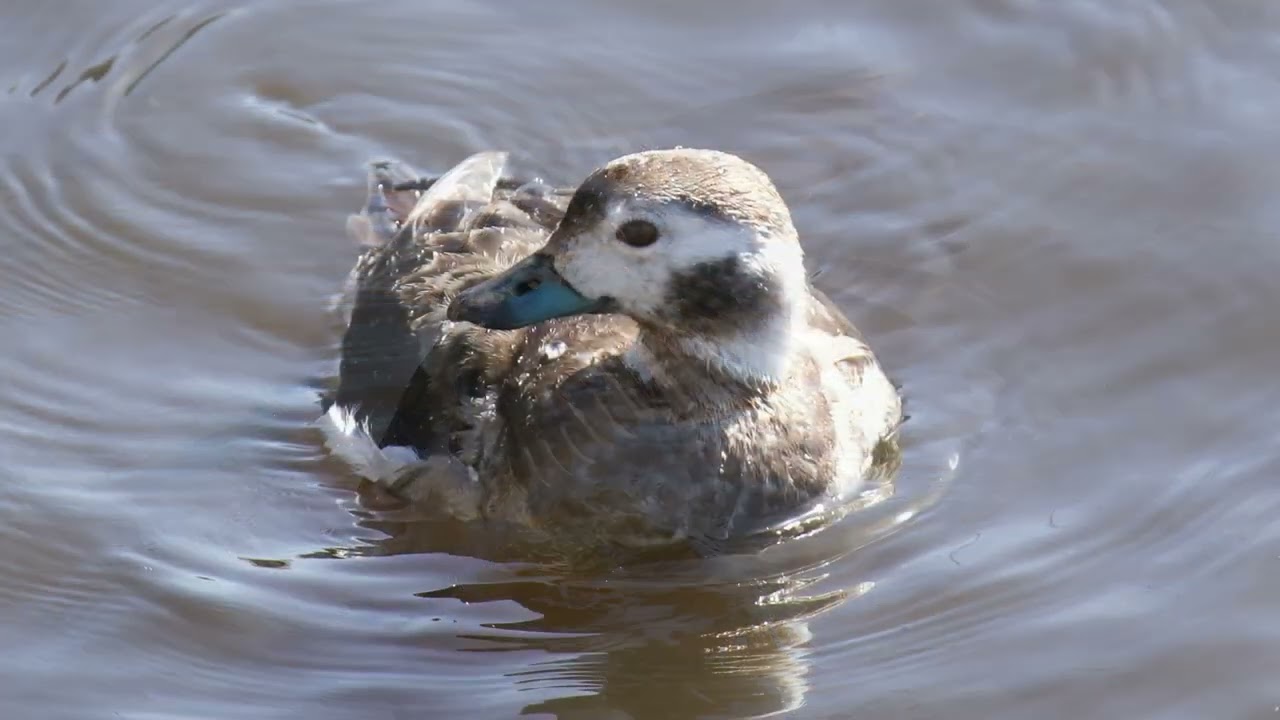 Rare Long-tailed Duck at San Elijo Lagoon