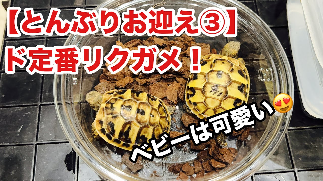 【とんぶり市③】美産地の定番リクガメベビーをブリーダーから購入！