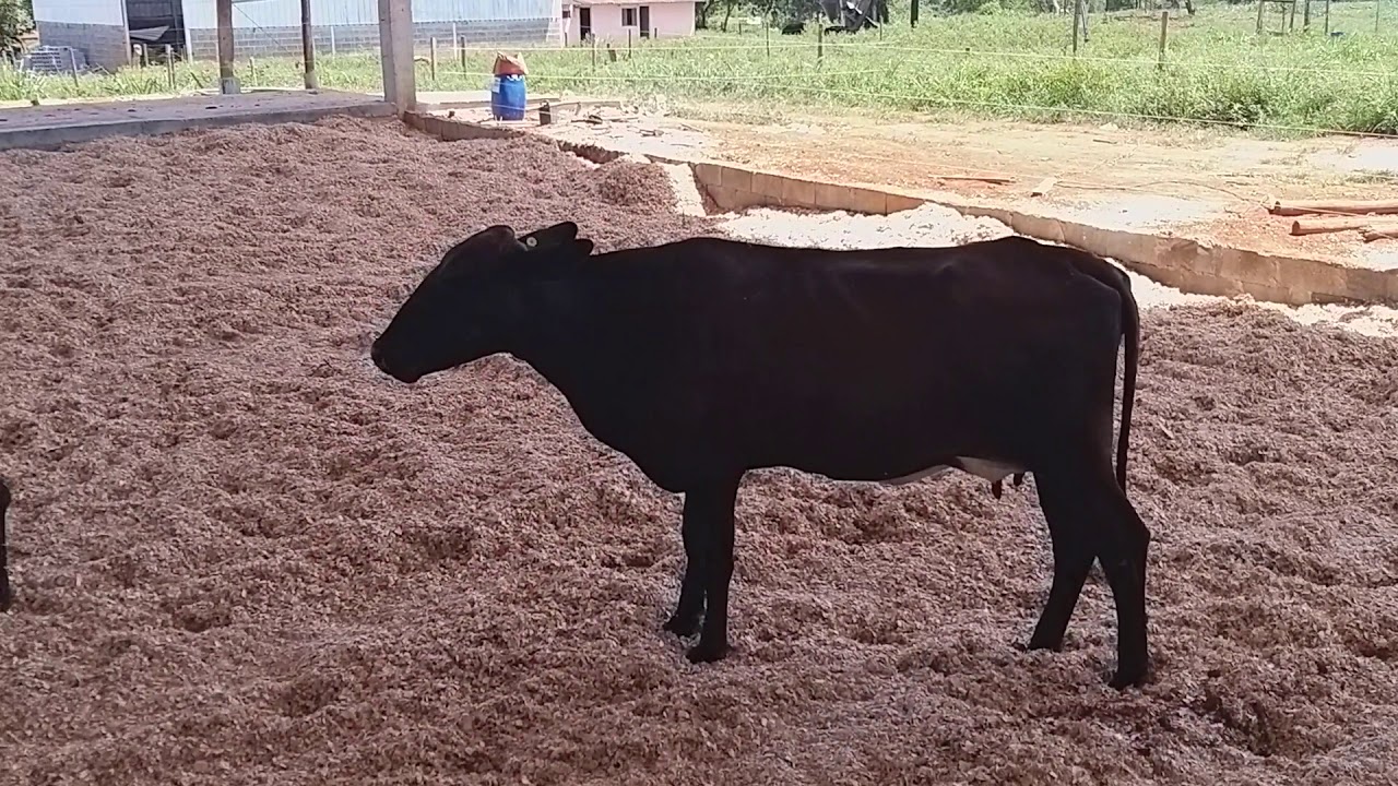 Compost Barn - Primeiras impressões