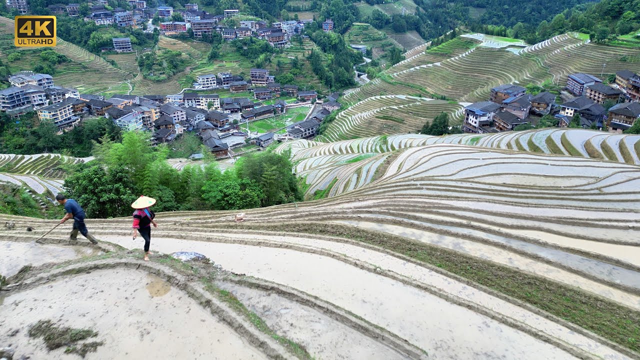 4K | Longji Rice Terraces,Guilin,One of the Most Incredible Places in China |Beautiful Drone Footage