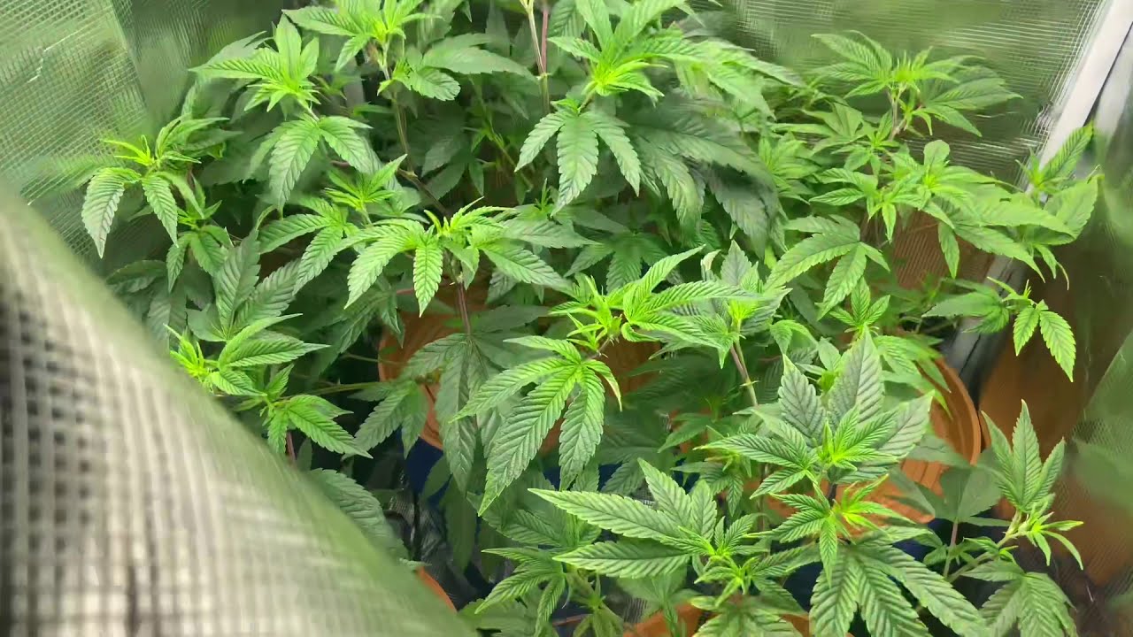 Mars Hydro grow journal ts1000 day 3 of flower strawberry sherbet, gg4 in a 2x2 tent DWC