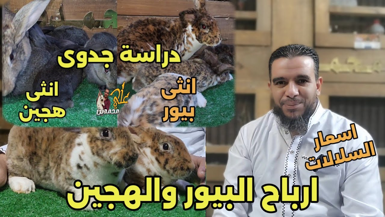 اول حلقة عربيا عن دراسة جدوى للارانب البيور والهجين وارباح واسعار كل سلالة من داخل مزارع علي محمدين 