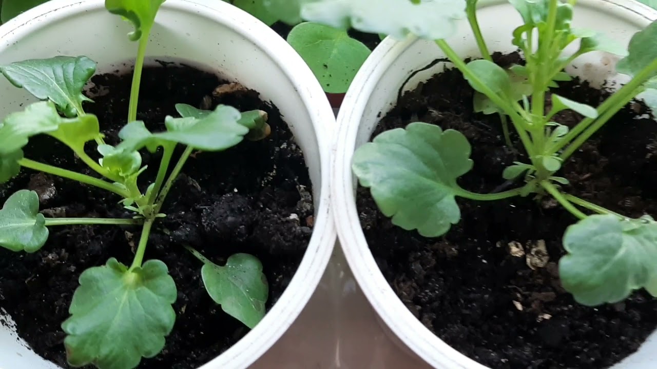 Прищипка ВИОЛЫ для пышности, густоты куста.🌺🌺🌺
