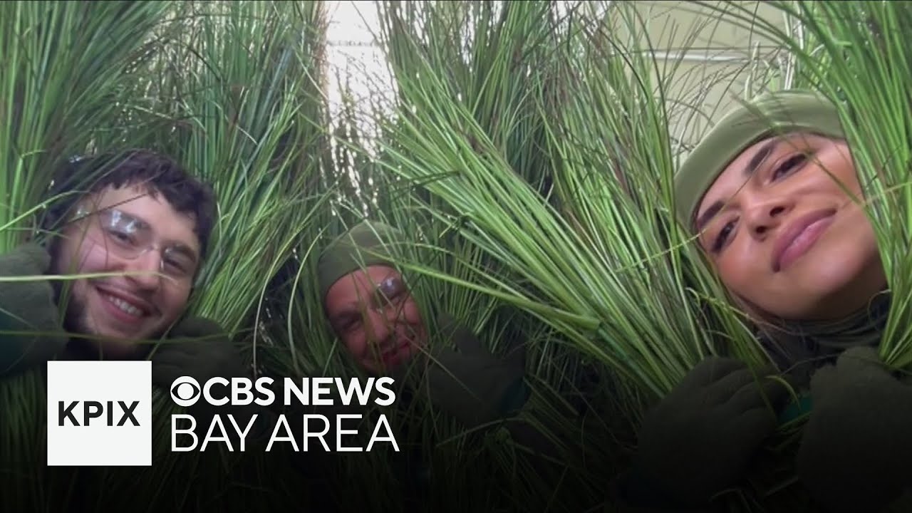 Bay Area friends featured in Bad Bunny's Super Bowl halftime show as bushes