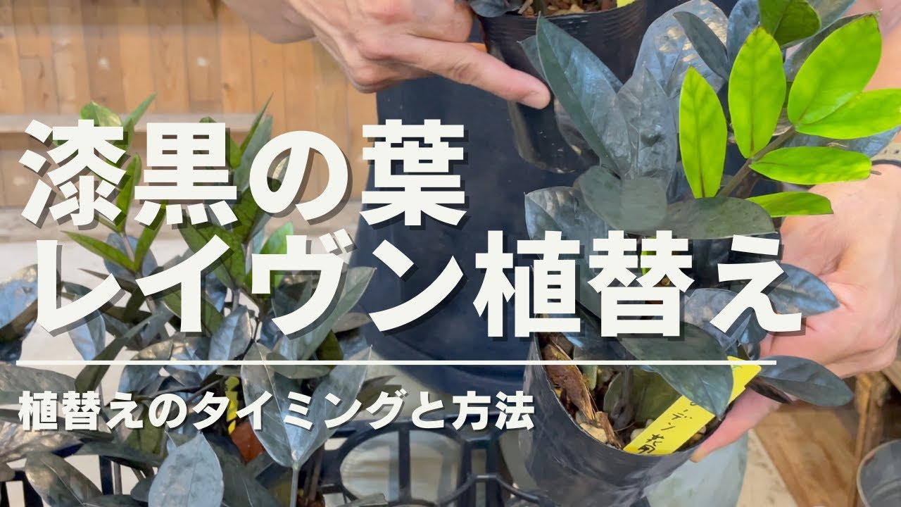 【ザミオクルカス レイヴン】土？チップ？失敗しない植替え方法