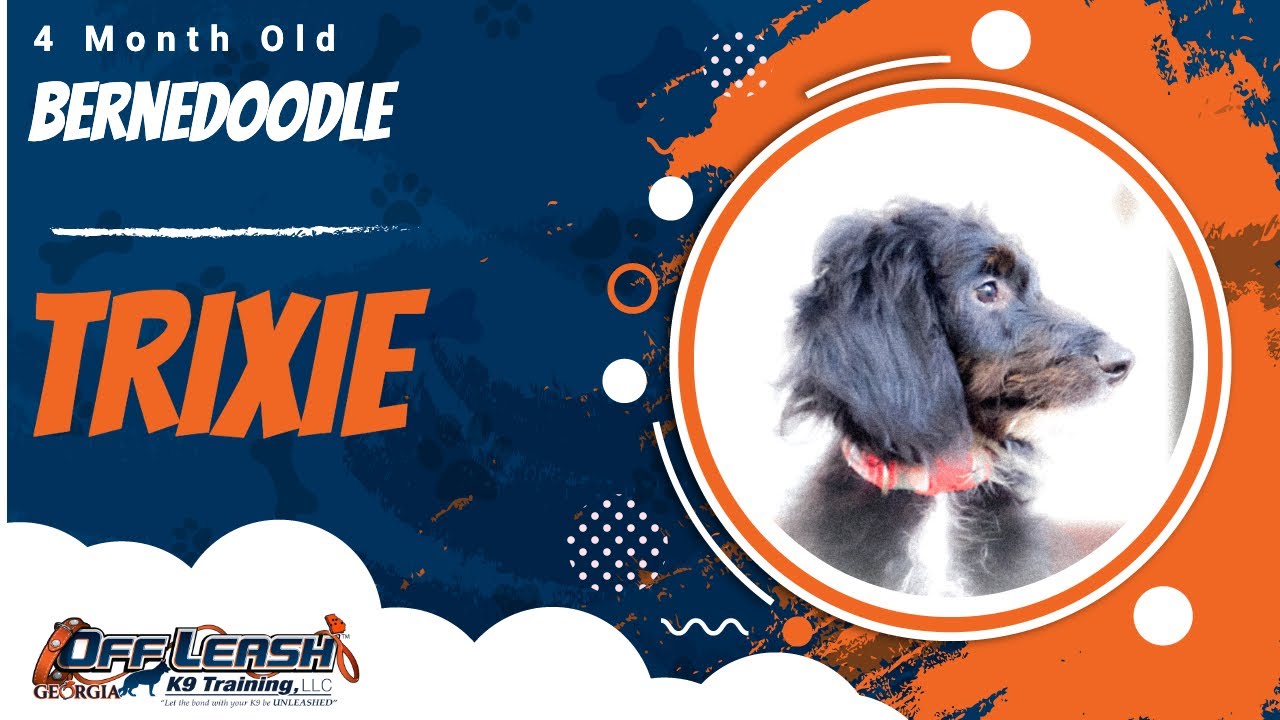 Trixie | 4 Month Old Mini Bernadoodle | 1 Week Puppy Board & Train