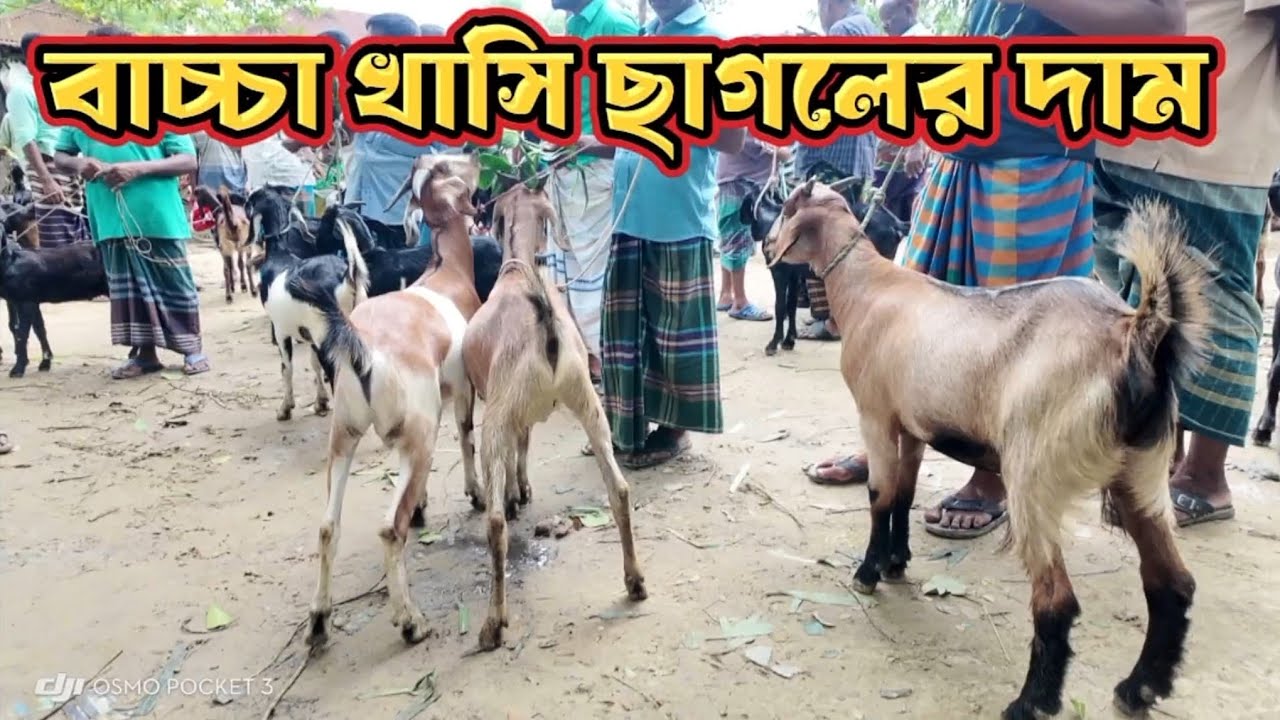 খাসি ছাগল পালন করে লাভবান হতে চাইলে ভিডিওটা আপনার জন্য