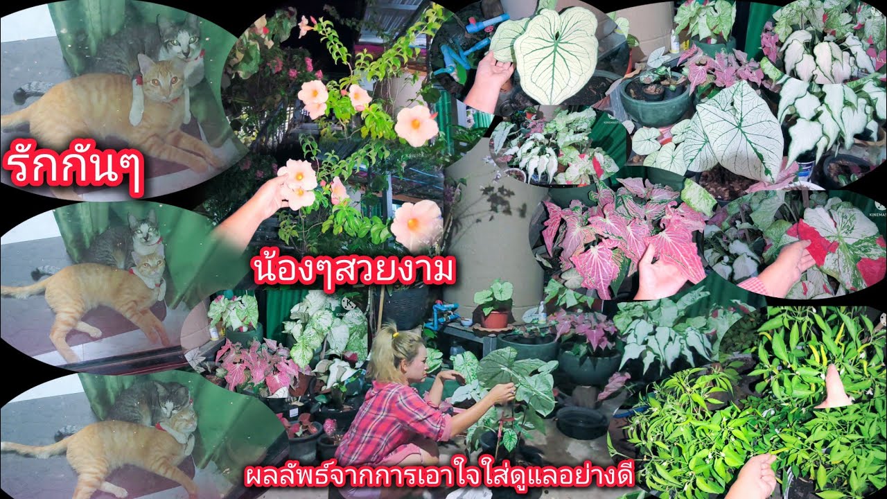 ความเพียรพยายามดูแลเอาใจใส่ ภูมิใจในผลลัพธ์ที่ได้เห็นได้ชื่นชมความงามที่ธรรมชาติมอบให้