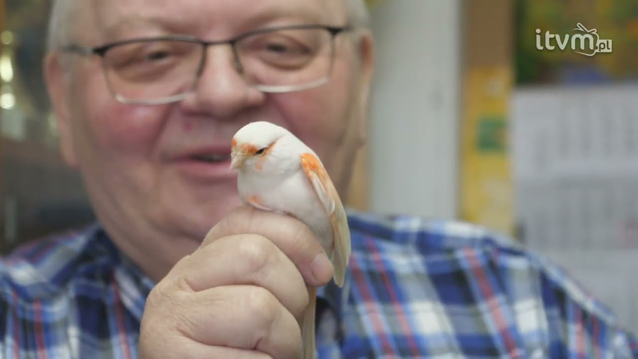 Pasjonaci z sąsiedztwa: Jan Zając, hodowca kanarków