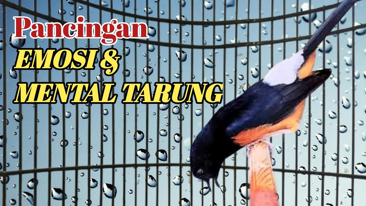 Masteran murai batu petarung Pancing cepat emosi dan fighter murai kurang gairah