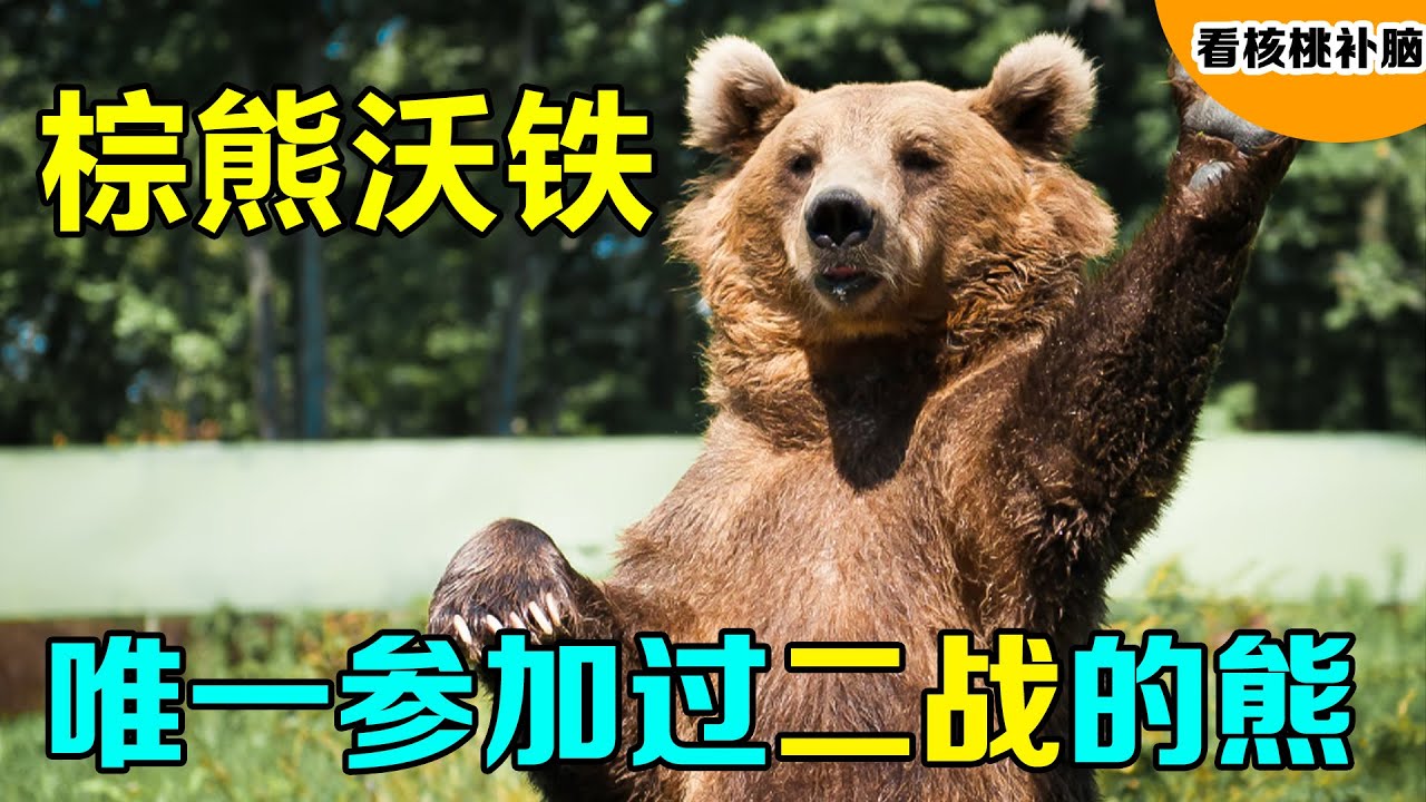 苏联巨熊战士沃铁，一只参加过二战的熊，抽烟喝酒样样都行，世界传奇熊战士！【看核桃补脑】