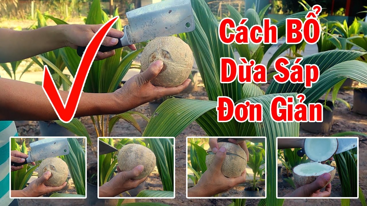 Cách bổ (đập) dừa sáp đơn giản