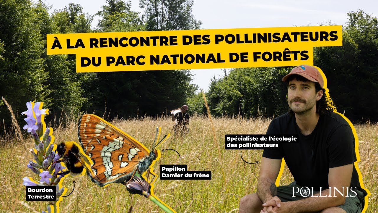 À la rencontre des pollinisateurs du Parc national de forêts