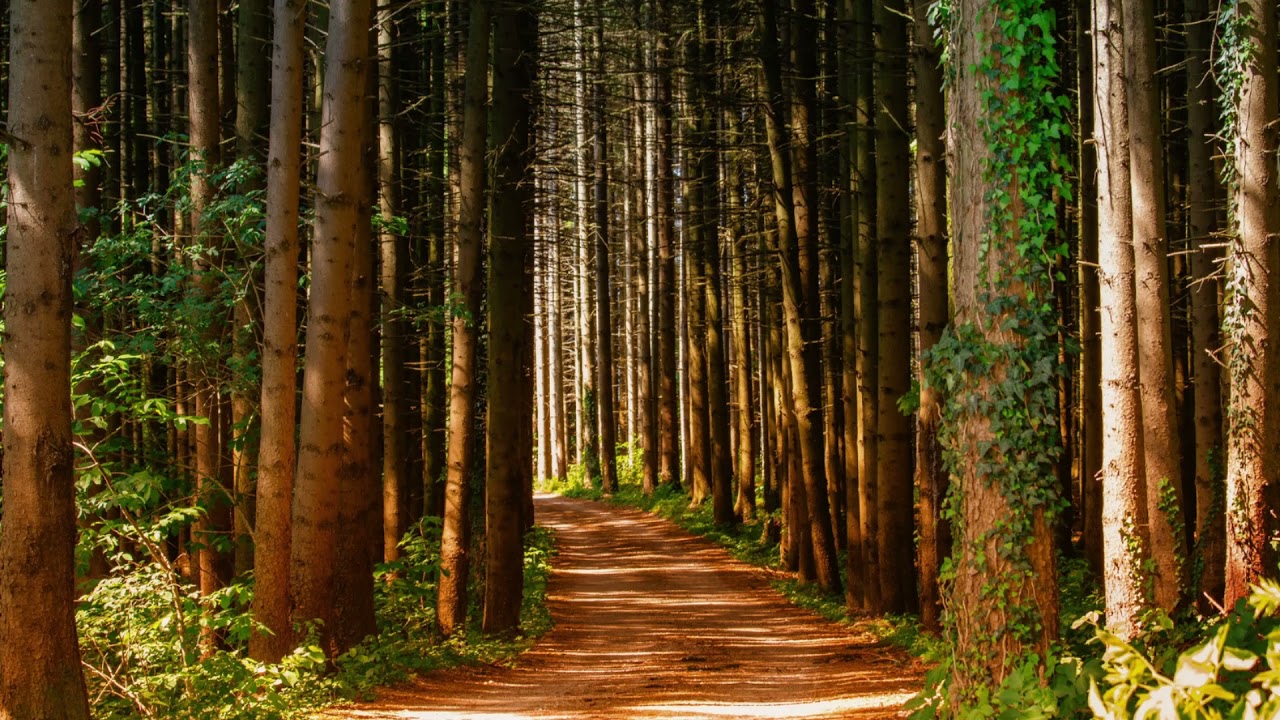 Soothing Ambient Sounds: Peaceful Forest With Birdsong