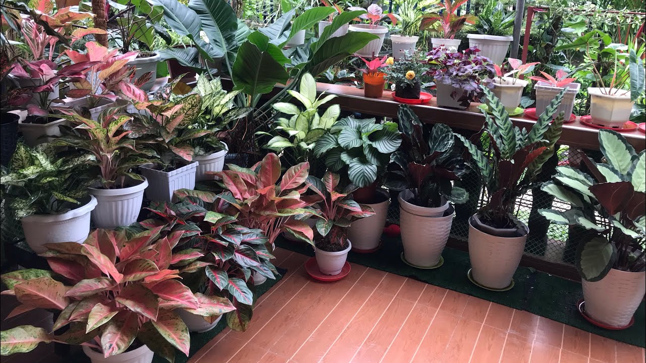 SOME OF MY AGLAONEMA AND PHILODENDRON NEW ARRANGEMENT