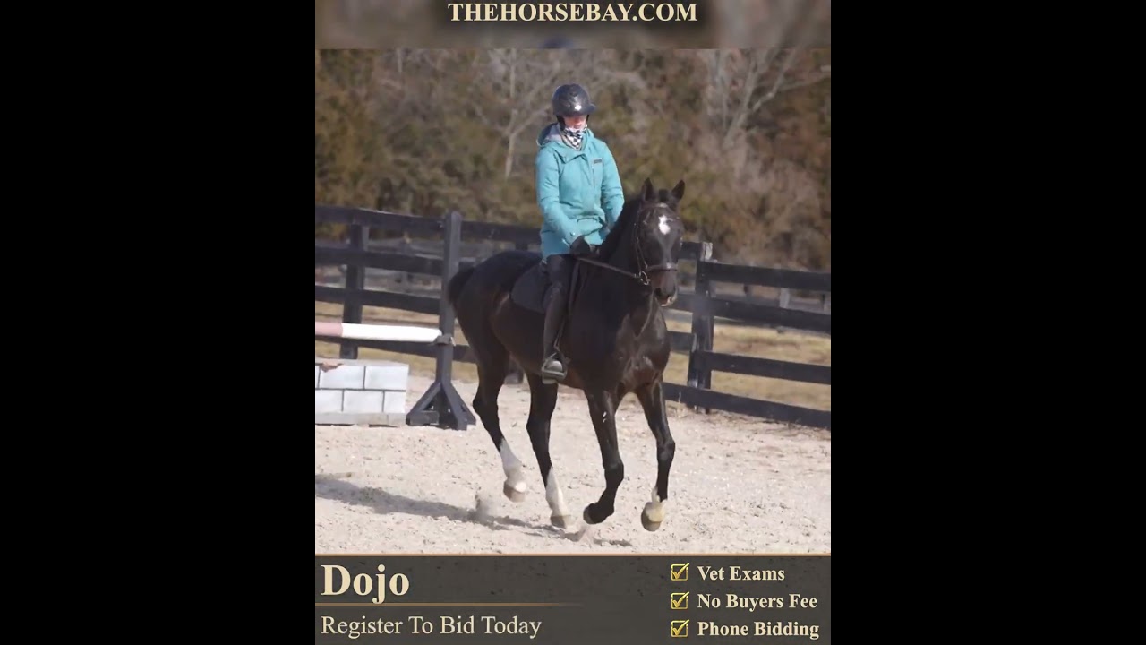 Holstiener (Warmblood) Gelding For Sale | Consigned to Thehorsebay.com