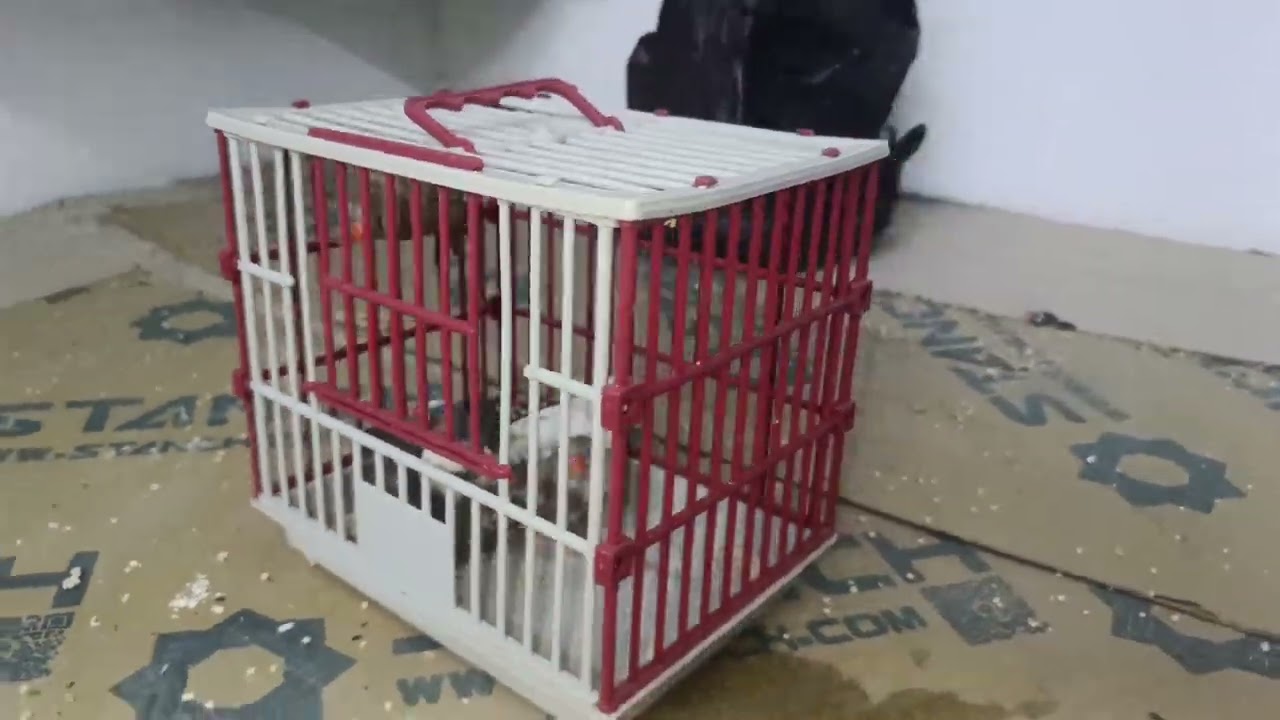 10#/الحمد لله تم إدخال طيور جديده🐦🐦