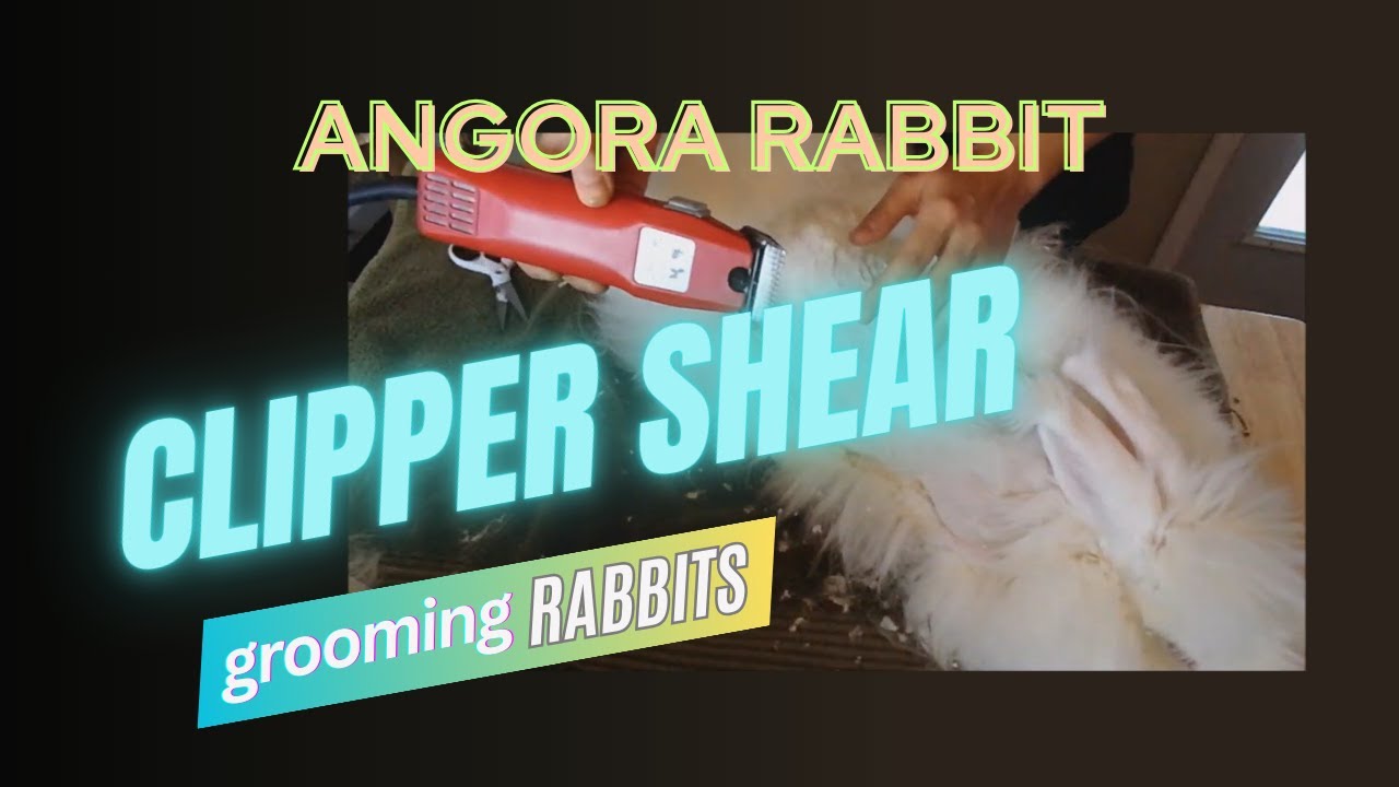 How to shear an angora rabbit with clippers. Angora rabbit shearing tutorial.