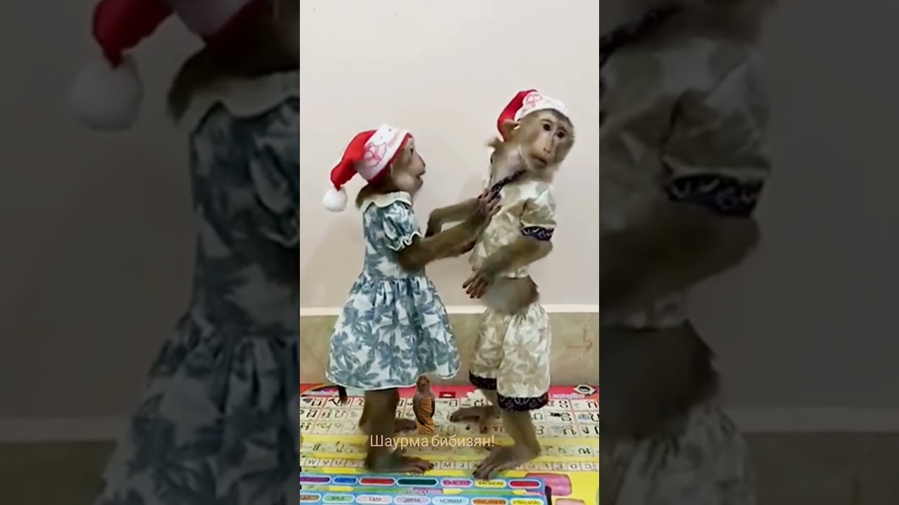 #шаурмабибизян #manki #gifs