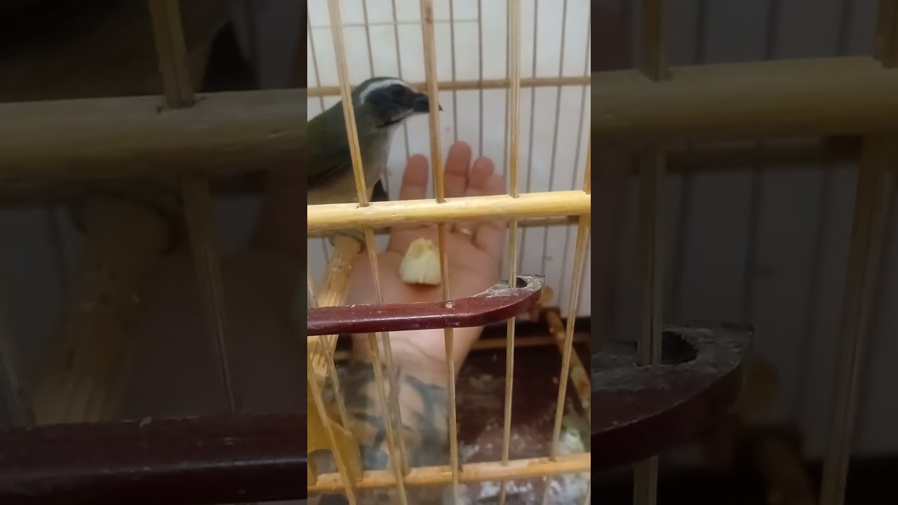 #trincaferrodefibra