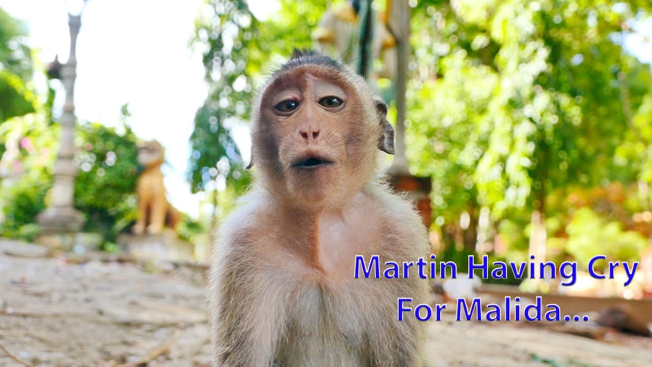 Looking So Pitiable Martin...Big Boy Martin Monkey Starts Crying To Call Malida For Milk Sadly Again