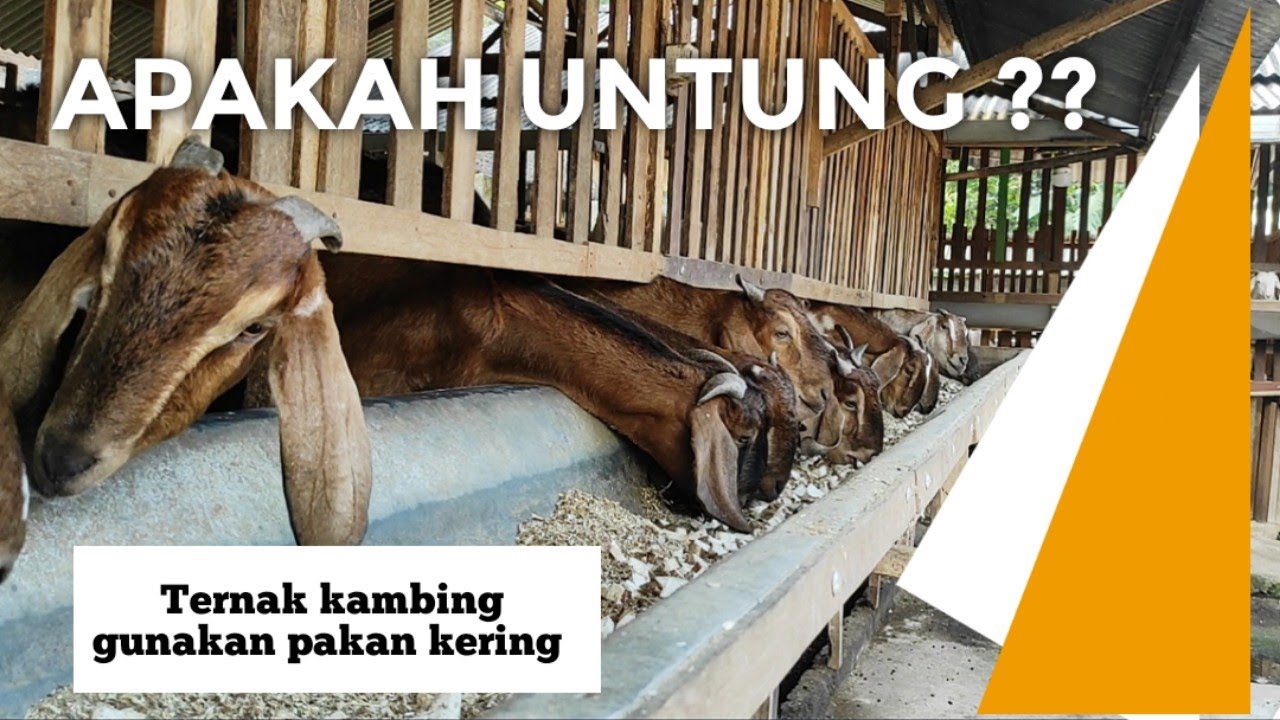 Apakah Untung ternak kambing menggunakan pakan kering ❓❓