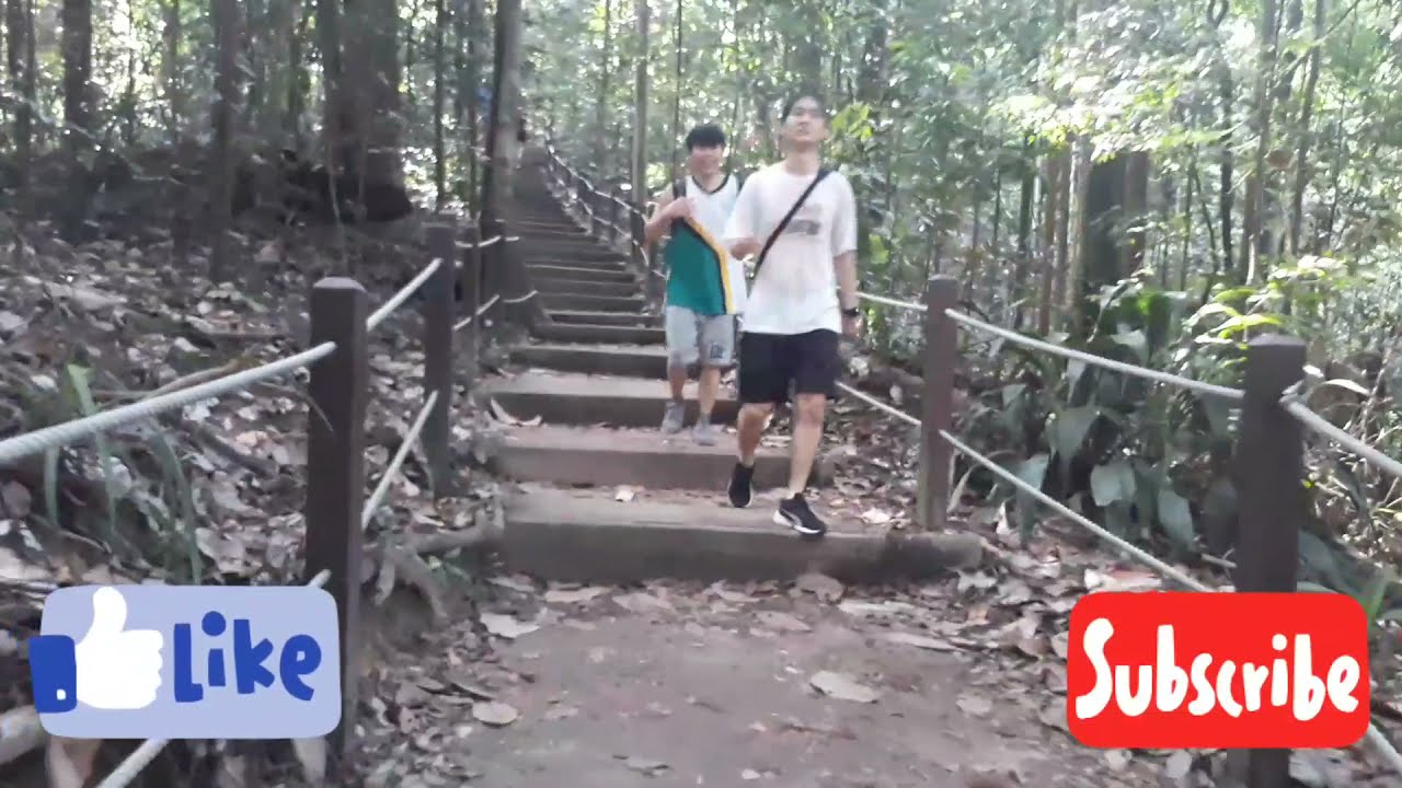 Bukit timah Nature Reserve | Bukit Timah Summit|  Singapore's highest hill 163-metre high slopes.