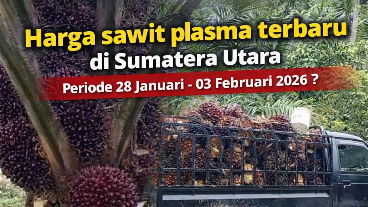 Harga sawit plasma terbaru di Sumatera Utara periode 28 Januari -03 Februari 2026 ?