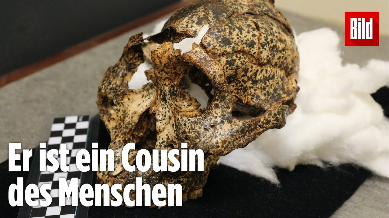 Sensationsfund: Dieser Sch&auml;del ist 2 Millionen Jahre alt