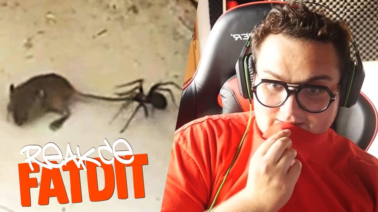 ULOVÍ OBROVSKEJ PAVOUK MYŠ??