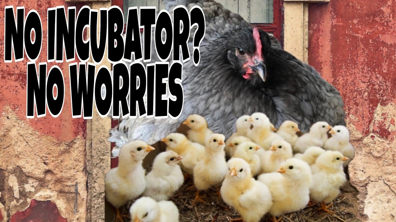 Best broody hen| Local chicken hatches turkey eggs. #ghanafarm #youngfarmers #entrepreneur