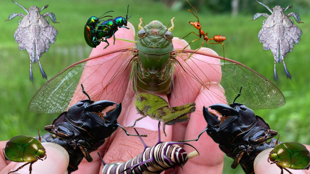 insect hunting adventure in the wild