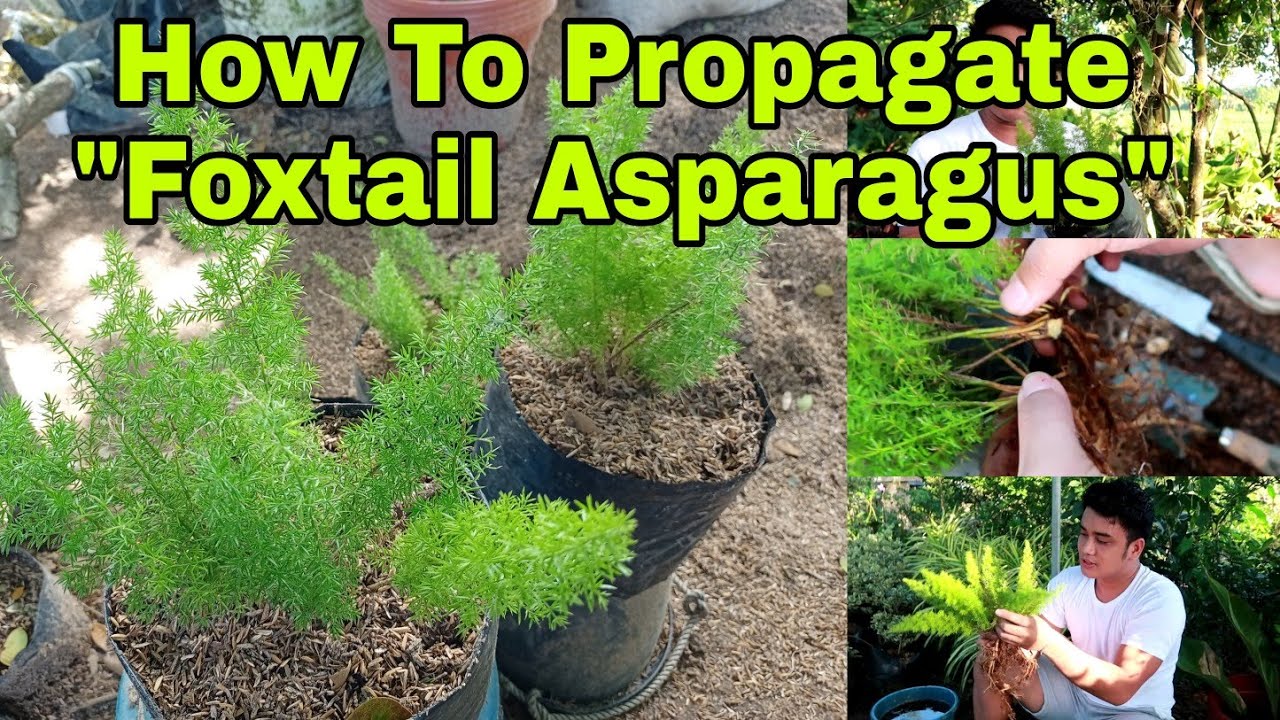 How To Propagate 