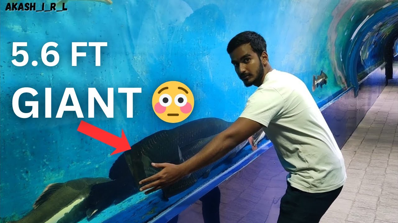 Biggest Aquarium Fish I’ve Ever Seen! (5.6 FT) 😳 | Akash U | Akash_I_R_L |