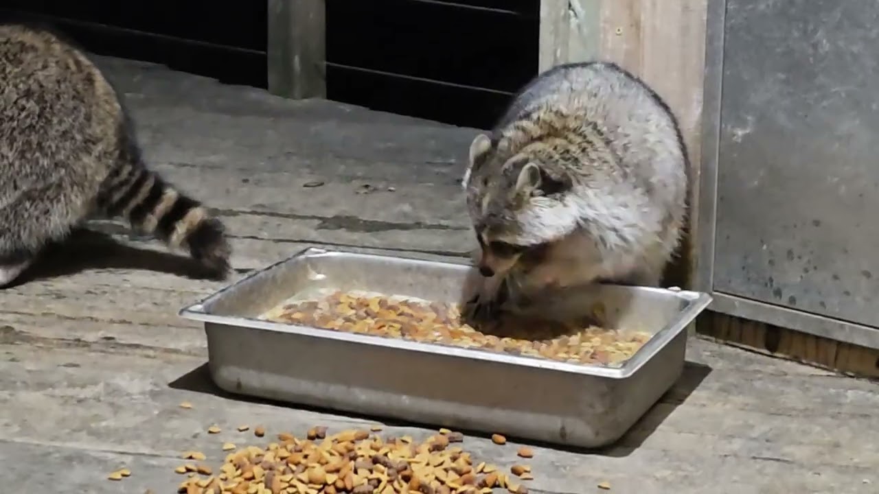 Tuesday Jan 27th a lot of male drama tonight. Too much raccoon testosterone! 
