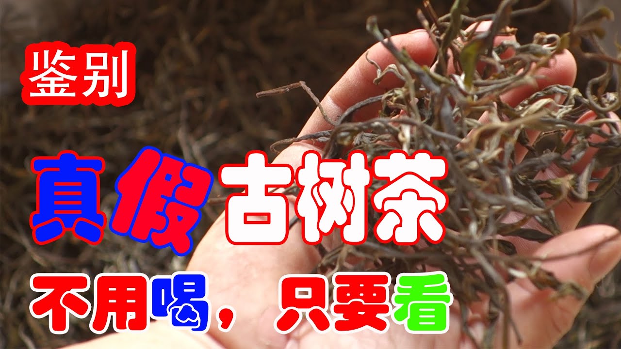 鉴别真假古树茶，不用喝，看一看，摸一摸就可以