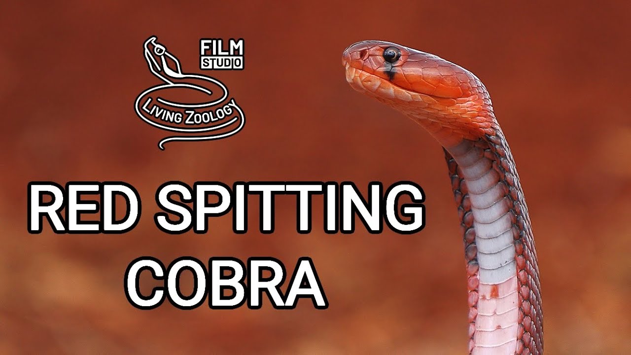 Deadly venomous Red spitting cobra (Naja pallida), wild snake in Kenya, rescue and venom milking